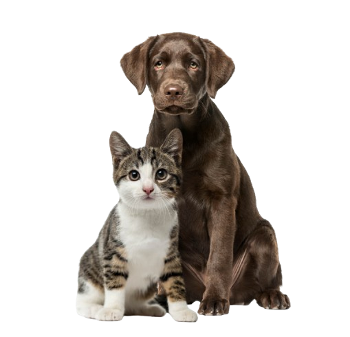 Pet care